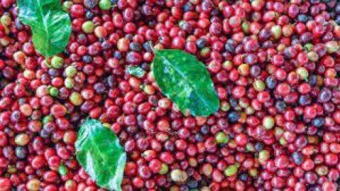 Malaysia +256790560642 Coffee for Quality Beans Services Canada Morocco